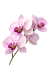 orchidea