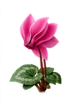 ciclamino